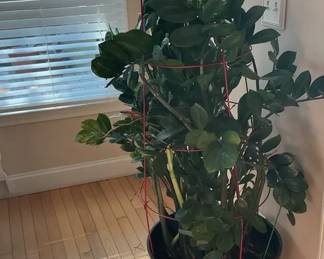 Living ZZ Plant