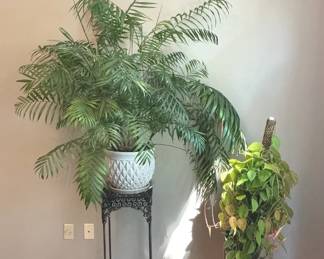 Parlor Palm Prayer Plant