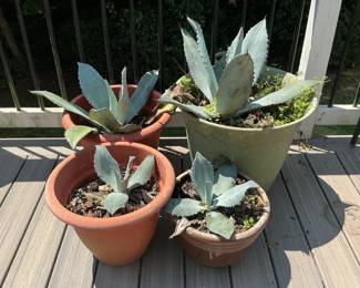 4 Live Agave Plants