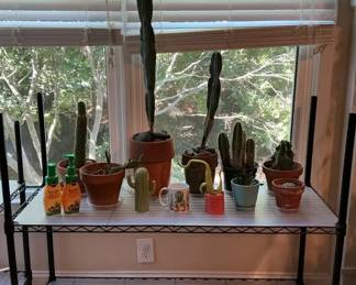 Living Cacti Care
