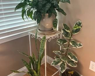 Potted Plant Trio