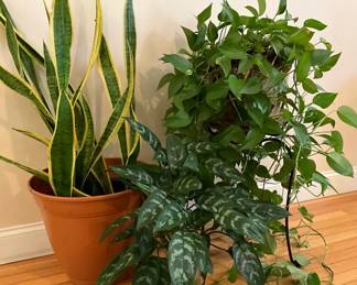 Easy Care Indoor Plants