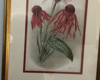 Botanical Print Framed and Matted -