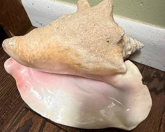 Large Natural Queen Conch Shell Decor