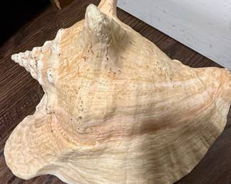 Large Natural Queen Conch Shell Decor