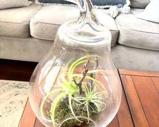 Glass pear terrarium