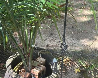 Palm Plant