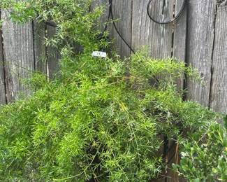 Asparagus Fern