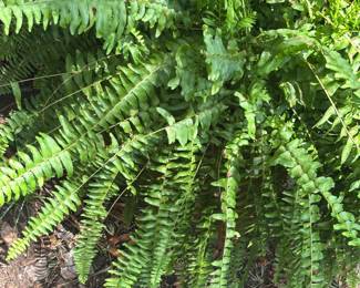 Fern