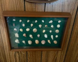 Seashell Collection in Shadow Box