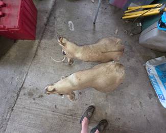 Deer mounts taxidermy