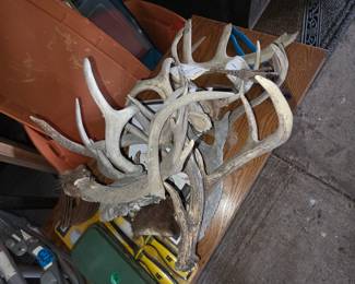 Antlers and sheds