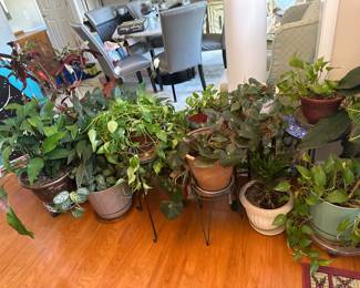 plants!
