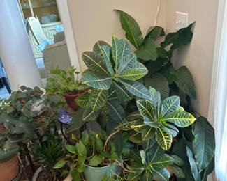 plants! 