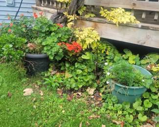 Large plant pots