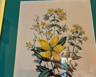 Framed botanical print
