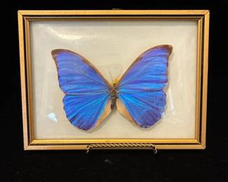 Vintage Frame Blue Morpho Butterfly Specimen Vintage Frame Blue Morpho Butterfly Specimen