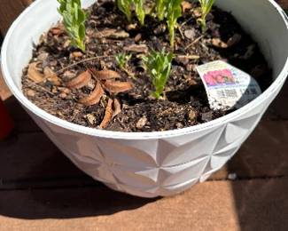 White Geometric Planter with Green Plants