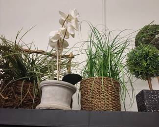 Home decor - plants