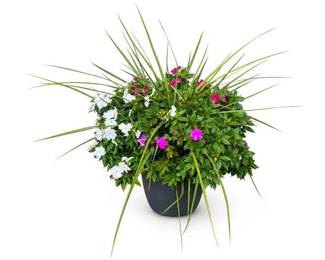 Mixed Outdoor Patio Planter with Ornamental Grass and Pink/White Flowering Plants
Price: $15.00
Condition: Good
Round black planter holding a full mixed arrangement of green foliage, several white flowers, several bright pink/magenta flowers, and tall ornamental grass-like blades. Likely a seasonal patio/porch display sold as a single ready-made planter rather than individual plants.