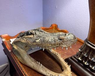 Alligator Head