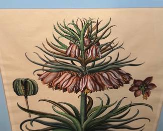 Framed botanical print