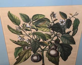 17th C botanical engraving print