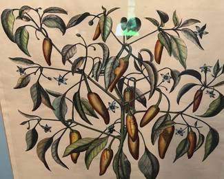 Framed botanical print