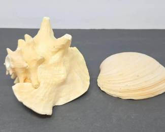 Two 2 Natural Seashell Specimens Large Sculptural Spiny Shell and Bivalve Clam Shell