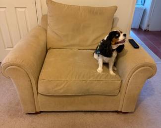 Dog not for sale, she just wanted to model