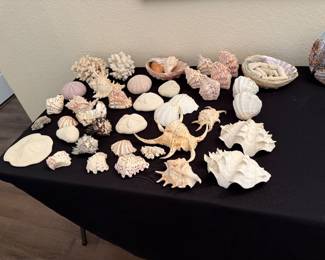 Sea Shells