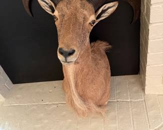 Aoudad/Barbary Sheep Taxidermy Mount
