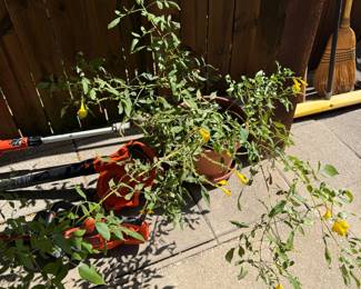 Plant