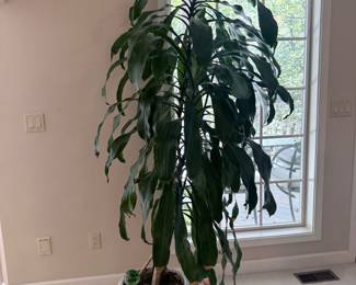 7 foot corn plant