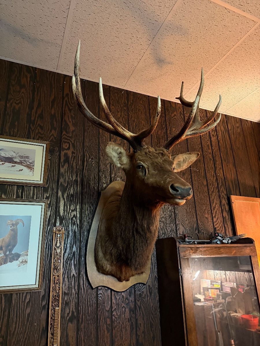 Large Elk Shoulder Mount, super cool