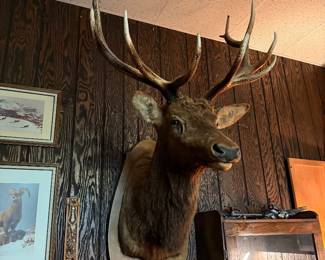 Large Elk Shoulder Mount, super cool