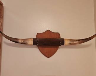 Mounted Bull / Steer Horns