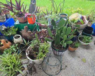 Planters, Plants