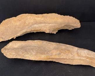 fossils