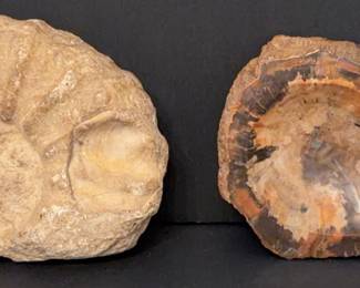 fossils