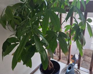money tree