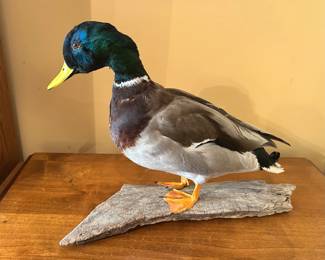 Taxidermy Mallard Duck 18L"x14H