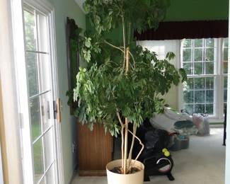 Umbrella Tree
