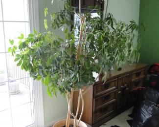 Umbrella Tree, and a foot peddler too the right