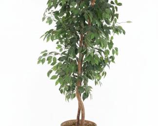 Artificial Ficus Tree in Woven Basket, ft