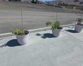Contemporary Resin Garden Planters with Pepper Plants
