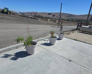 Resin Garden Planters with Tomato Plants