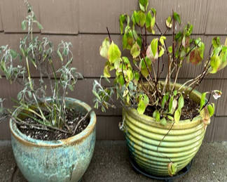 Lot 90: Two Large Ceramic Pots with Plants