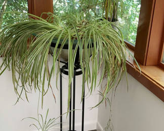 Lot 106: Live Airplane Plant In Glass Bowl On Tall Pedestal, Ponytail Plant