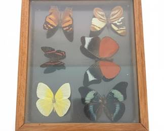 Framed Butterfly Specimen Display